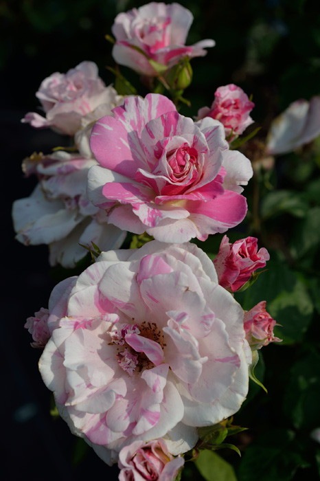 �����ġۥХ��� �Х�� ���� 6��ȭ�����ʡ����ӿ建�� ��Ͽ�ʼ�ϡ�Han-DOR��