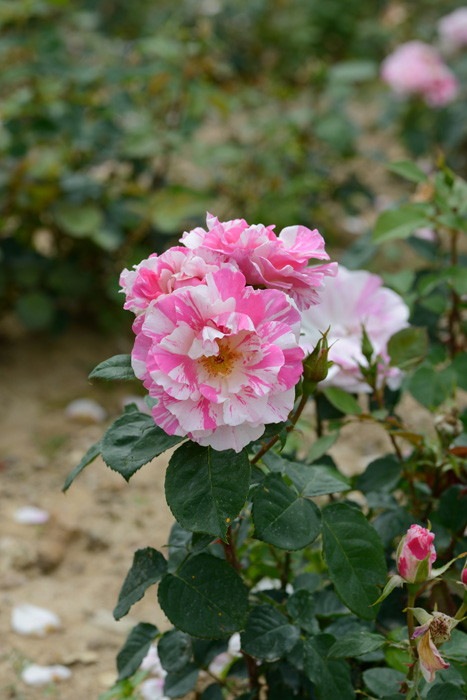 �����ġۥХ��� �Х�� ���� 6��ȭ�����ʡ����ӿ建�� ��Ͽ�ʼ�ϡ�Han-DOR��