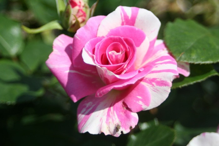 �����ġۥХ��� �Х�� ���� 6��ȭ�����ʡ����ӿ建�� ��Ͽ�ʼ�ϡ�Han-DOR��