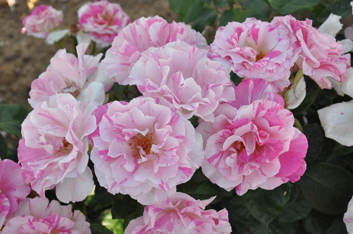 �����ġۥХ��� �Х�� ���� 6��ȭ�����ʡ����ӿ建�� ��Ͽ�ʼ�ϡ�Han-DOR��