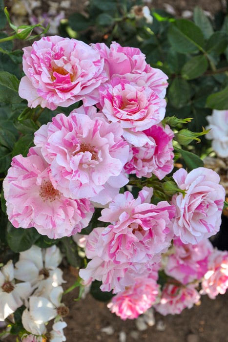 �����ġۥХ��� �Х�� ���� 6��ȭ�����ʡ����ӿ建�� ��Ͽ�ʼ�ϡ�Han-DOR��