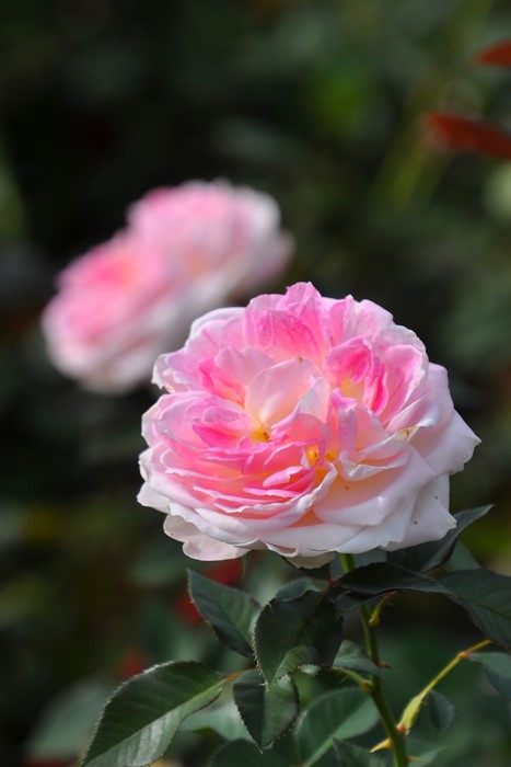 ġۥХ ۥǡɥԥˡ  6ȭʡӿ建 ϿʼϡIR-IRO3