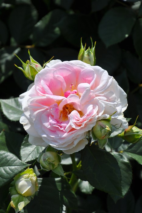 ġۥХ ۥǡɥԥˡ  6ȭʡӿ建 ϿʼϡIR-IRO3