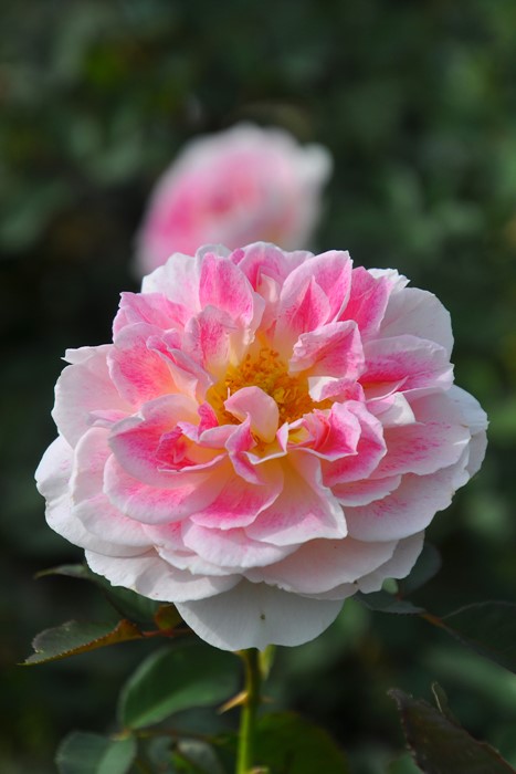 ġۥХ ۥǡɥԥˡ  6ȭʡӿ建 ϿʼϡIR-IRO3