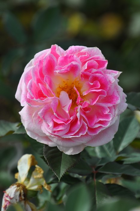 ġۥХ ۥǡɥԥˡ  6ȭʡӿ建 ϿʼϡIR-IRO3