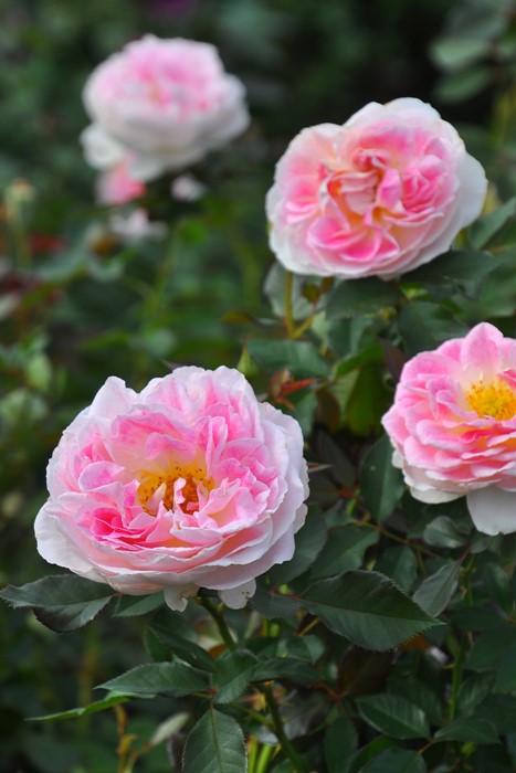 ġۥХ ۥǡɥԥˡ  6ȭʡӿ建 ϿʼϡIR-IRO3