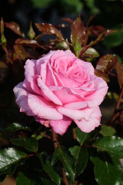 �Х��ġ����ġۥե塼���㡼�ѥե塼�� ���� 6��ȭ�����ʡ����ӿ建�� �ʼ���Ͽ�д���ϡ�IR-IRO3��