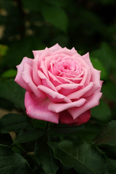 �Х��ġ����ġۥե塼���㡼�ѥե塼�� ���� 6��ȭ�����ʡ����ӿ建�� �ʼ���Ͽ�д���ϡ�IR-IRO3��