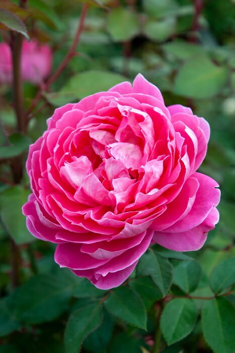 ���ߵ����ġۥХ��� ���˥�ޥ�������С����֥�ԥ� ���� 6��ȭ�����ʡη����ʼ�ϡ�JB-YR��