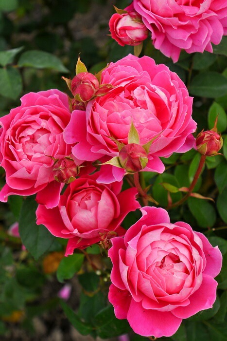 ���ߵ����ġۥХ��� ���˥�ޥ�������С����֥�ԥ� ���� 6��ȭ�����ʡη����ʼ�ϡ�JB-YR��