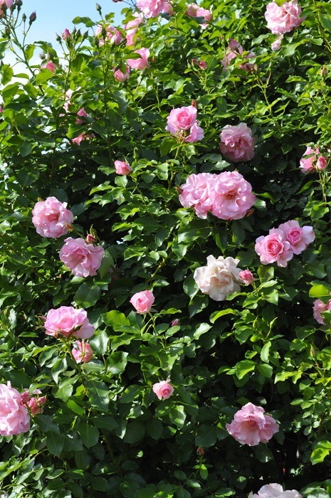 Хġġۥɥեѥ꡼ۡ  6ȭʡJ-CL20