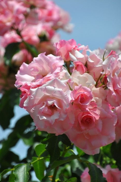 Хġġۥɥեѥ꡼ۡ  6ȭʡJ-CL20