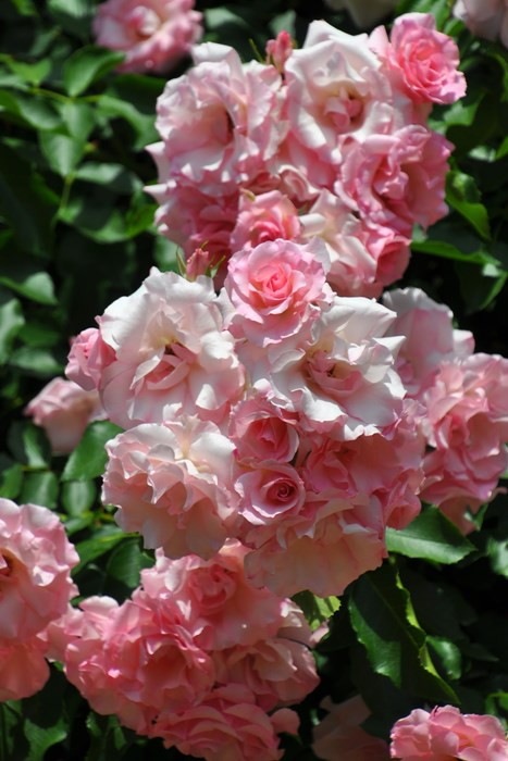 Хġġۥɥեѥ꡼ۡ  6ȭʡJ-CL20