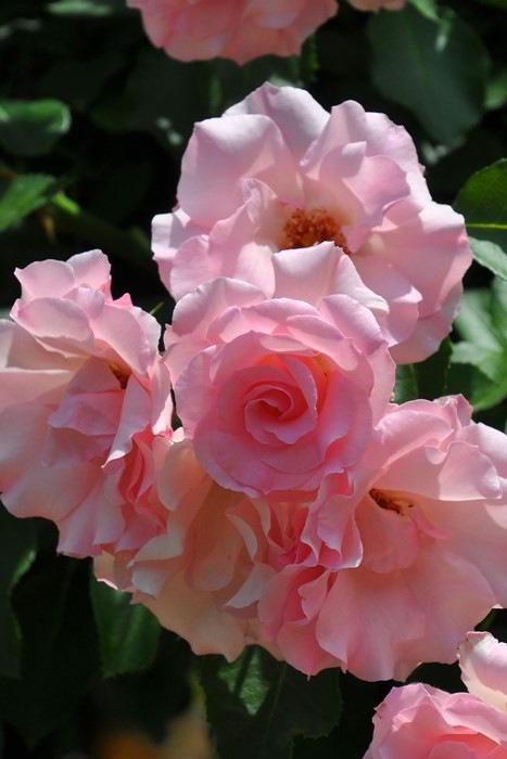 Хġġۥɥեѥ꡼ۡ  6ȭʡJ-CL20