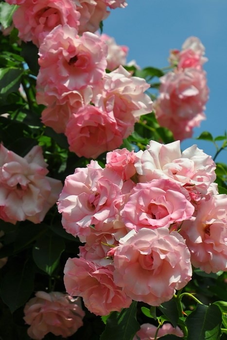 Хġġۥɥեѥ꡼ۡ  6ȭʡJ-CL20