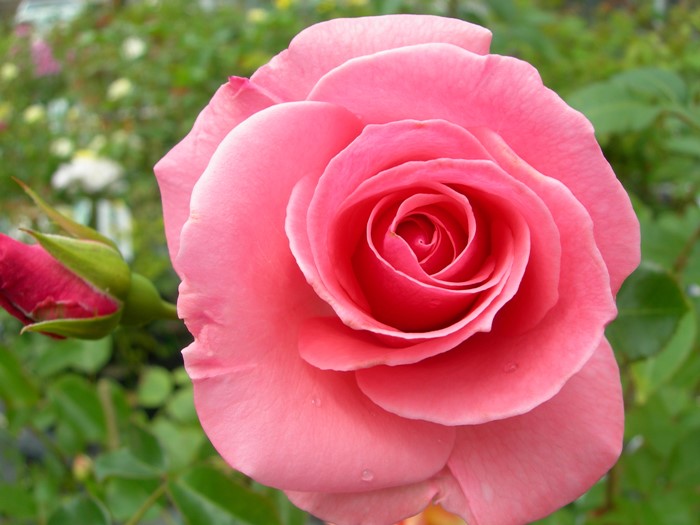 �Х��ġ����ġۥ�ӥ����˥� ���� 6��ȭ�����ʡ�J-CL20��