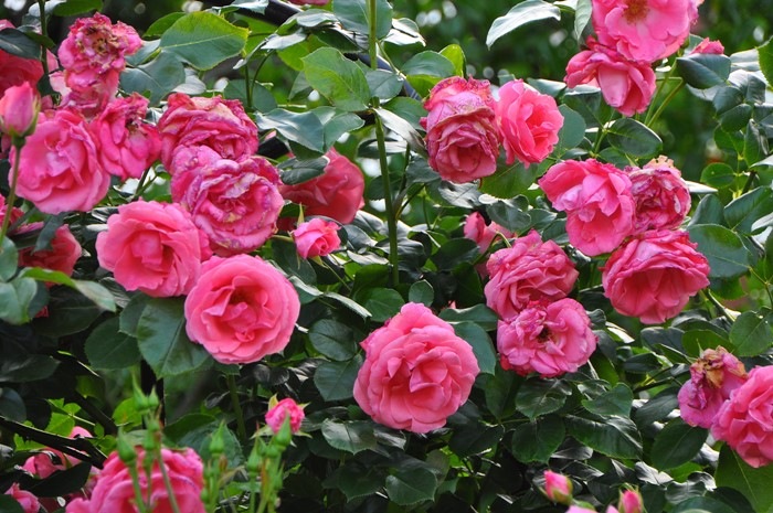 �Х��ġ����ġۥ�ӥ����˥� ���� 6��ȭ�����ʡ�J-CL20��