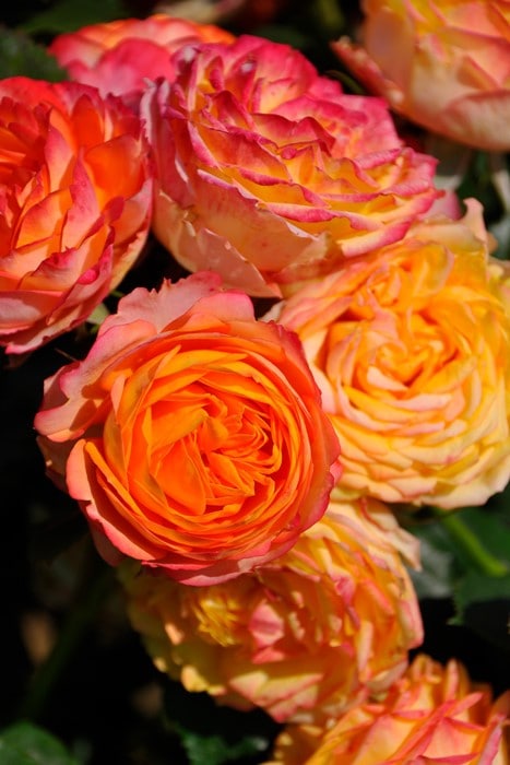 ���ߵ����ġۥХ��� �٥ӡ����ޥ�ƥ��� ���� 6��ȭ�����ʡ����ӿ建�� ��Ͽ�ʼ�ϡ�IR-IRO3�ա�0109�����