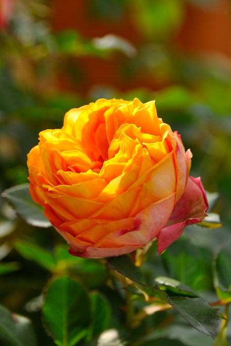 ���ߵ����ġۥХ��� �٥ӡ����ޥ�ƥ��� ���� 6��ȭ�����ʡ����ӿ建�� ��Ͽ�ʼ�ϡ�IR-IRO3�ա�0109�����