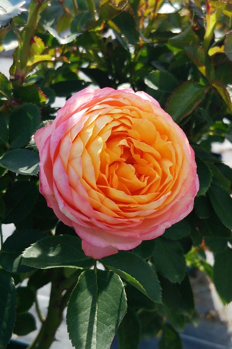 ���ߵ����ġۥХ��� �٥ӡ����ޥ�ƥ��� ���� 6��ȭ�����ʡ����ӿ建�� ��Ͽ�ʼ�ϡ�IR-IRO3�ա�0109�����