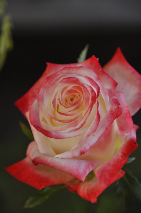 �Х��ġ����ġۥ���ڥ�ȥꥹ�ե��顼 ���� 6��ȭ�����ʡ�J-HT20��