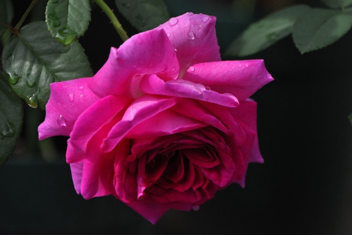 ġۥХ ȥ롼ɥѥ  6ȭʡηʼϡHan-DEL