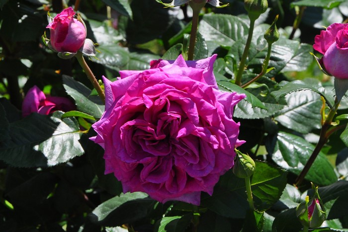 ġۥХ ȥ롼ɥѥ  6ȭʡηʼϡHan-DEL