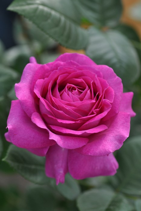 ġۥХ ȥ롼ɥѥ  6ȭʡηʼϡHan-DEL