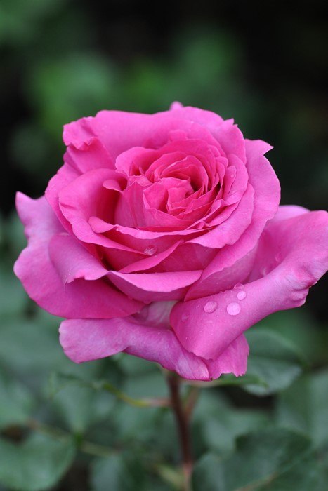 ġۥХ ȥ롼ɥѥ  6ȭʡηʼϡHan-DEL