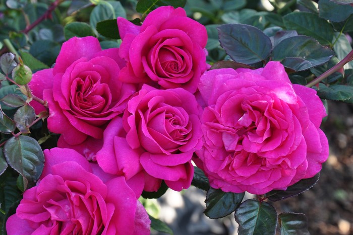 ġۥХ ȥ롼ɥѥ  6ȭʡηʼϡHan-DEL