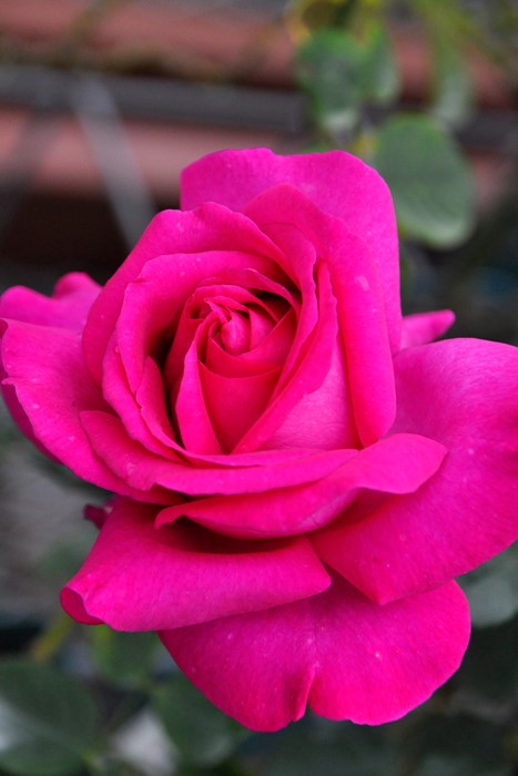 ġۥХ ȥ롼ɥѥ  6ȭʡηʼϡHan-DEL