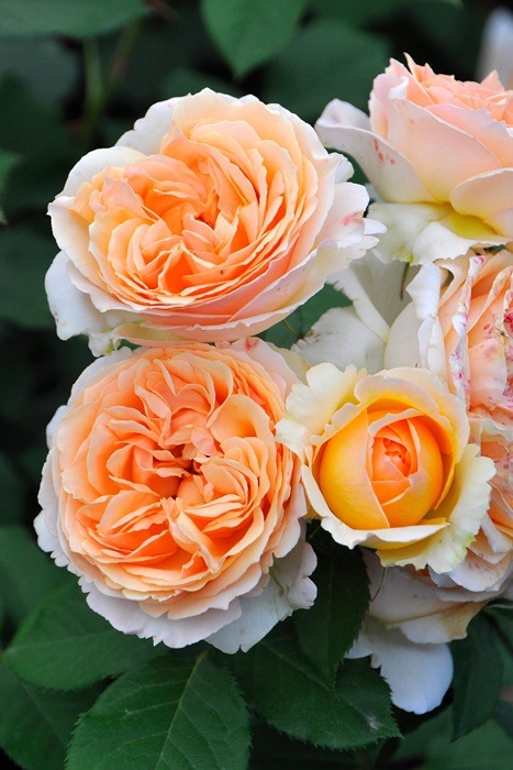 ���ߵ����ġۥХ��� �����̥������������륷 ���� 6��ȭ�����ʡη����ʼ�ϡ�OM-GU��