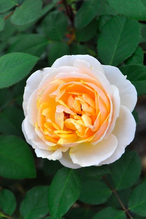 ���ߵ����ġۥХ��� �����̥������������륷 ���� 6��ȭ�����ʡη����ʼ�ϡ�OM-GU��