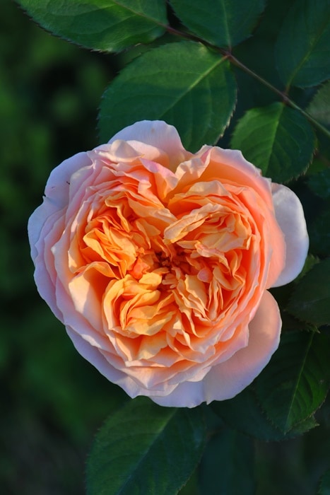 ���ߵ����ġۥХ��� �����̥������������륷 ���� 6��ȭ�����ʡη����ʼ�ϡ�OM-GU��