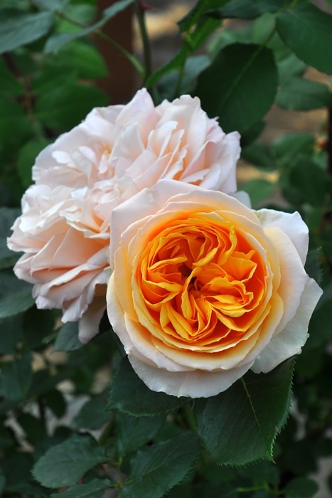 ���ߵ����ġۥХ��� �����̥������������륷 ���� 6��ȭ�����ʡη����ʼ�ϡ�OM-GU��