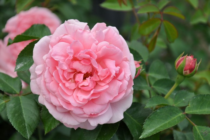 ���ߵ����ġۥХ��� ����ƥ��ɥ������塼�� ���� 6��ȭ�����ʡη����ʼ�ϡ�Han-DEL�ա�0109�����