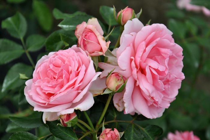 ���ߵ����ġۥХ��� ����ƥ��ɥ������塼�� ���� 6��ȭ�����ʡη����ʼ�ϡ�Han-DEL�ա�0109�����