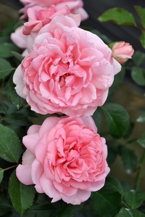 ���ߵ����ġۥХ��� ����ƥ��ɥ������塼�� ���� 6��ȭ�����ʡη����ʼ�ϡ�Han-DEL�ա�0109�����