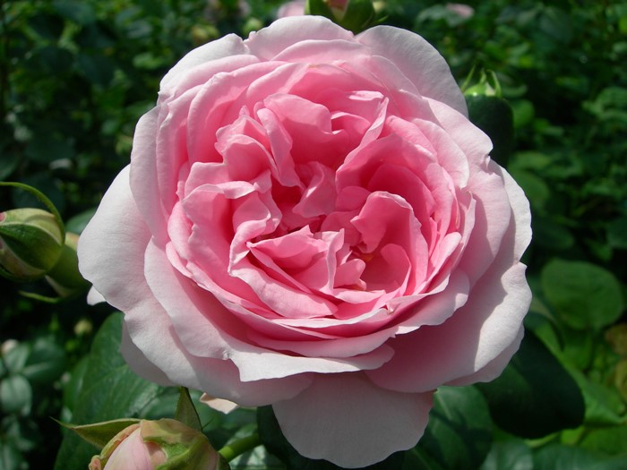 ���ߵ����ġۥХ��� ����ƥ��ɥ������塼�� ���� 6��ȭ�����ʡη����ʼ�ϡ�Han-DEL�ա�0109�����