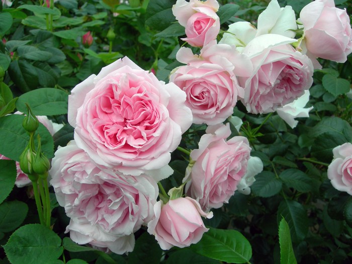 ���ߵ����ġۥХ��� ����ƥ��ɥ������塼�� ���� 6��ȭ�����ʡη����ʼ�ϡ�Han-DEL�ա�0109�����