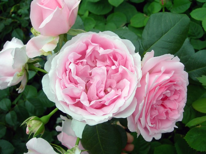 ���ߵ����ġۥХ��� ����ƥ��ɥ������塼�� ���� 6��ȭ�����ʡη����ʼ�ϡ�Han-DEL�ա�0109�����