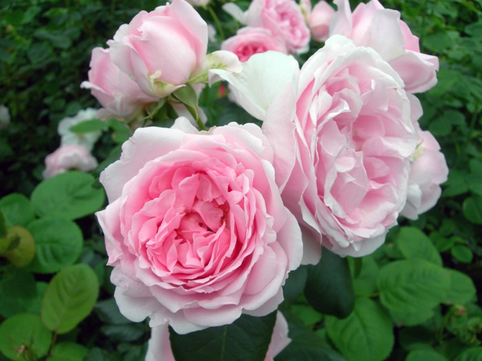 ���ߵ����ġۥХ��� ����ƥ��ɥ������塼�� ���� 6��ȭ�����ʡη����ʼ�ϡ�Han-DEL�ա�0109�����