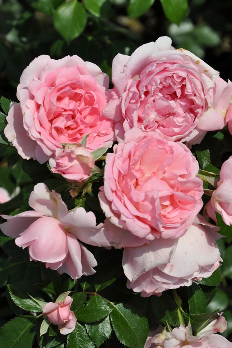 ���ߵ����ġۥХ��� ����ƥ��ɥ������塼�� ���� 6��ȭ�����ʡη����ʼ�ϡ�Han-DEL�ա�0109�����