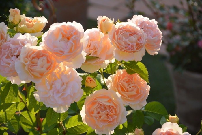 �����ġۥХ��� �����Ρ��ȥ� ���� 6��ȭ�����ʡ����ӿ建�� ��Ͽ�ʼ�ϡ�Han-DEL��