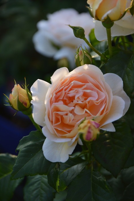 �����ġۥХ��� �����Ρ��ȥ� ���� 6��ȭ�����ʡ����ӿ建�� ��Ͽ�ʼ�ϡ�Han-DEL��