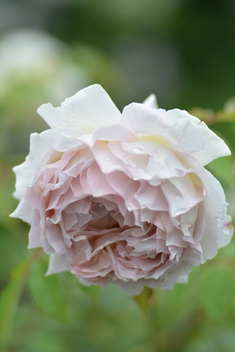 ġۥХ ֥ɡ  6ȭʡӿ建 ʼϿдϡKb-KBO