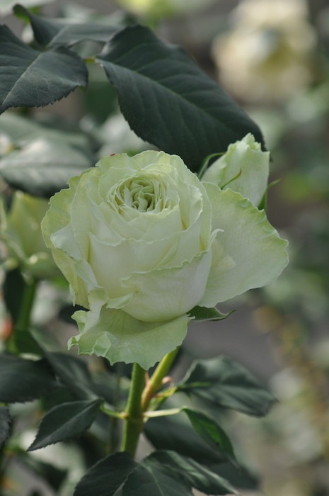 大苗 バラ苗 わかな Ht緑 癌腫抵抗性台木苗 国産苗 6号鉢植え品 即納 J Rog 系統で選ぶバラ ハイブリッドティー バラの家 公式本店 ロサオリエンティス