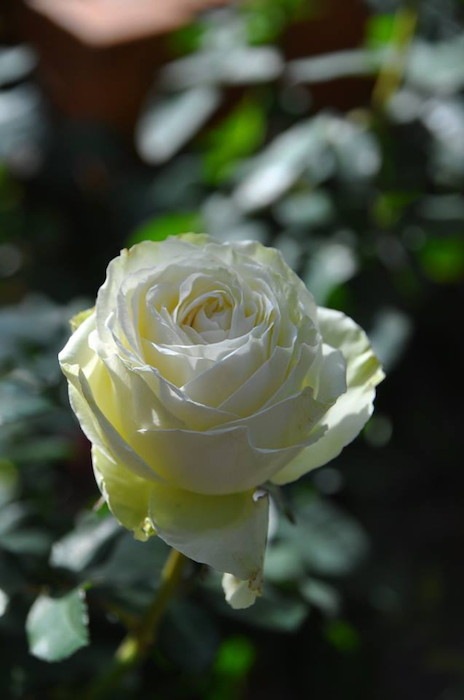 大苗 バラ苗 わかな Ht緑 癌腫抵抗性台木苗 国産苗 6号鉢植え品 即納 J Rog 系統で選ぶバラ ハイブリッドティー バラの家 公式本店 ロサオリエンティス