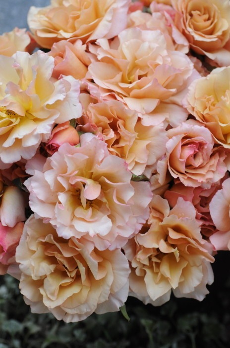 �Х��ġ����ġۤϤĤ� ���� 6��ȭ�����ʡη����ʼ�ϡ�Kb-KBO��