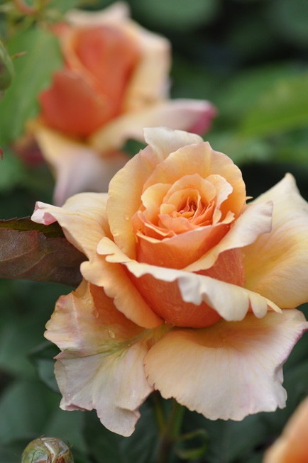 �Х��ġ����ġۤϤĤ� ���� 6��ȭ�����ʡη����ʼ�ϡ�Kb-KBO��